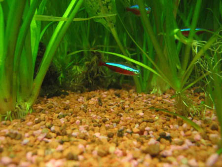 &copy; Zierfischfreunde Immenhausen-Holzhausen PARACHEIRODON AXELRODI